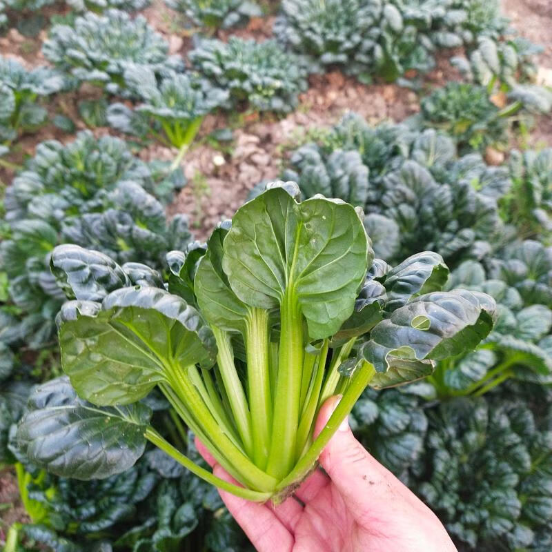 乌塌菜新鲜现挖塔菜凉拌沙拉蔬菜菊花菜煲汤涮锅5斤装