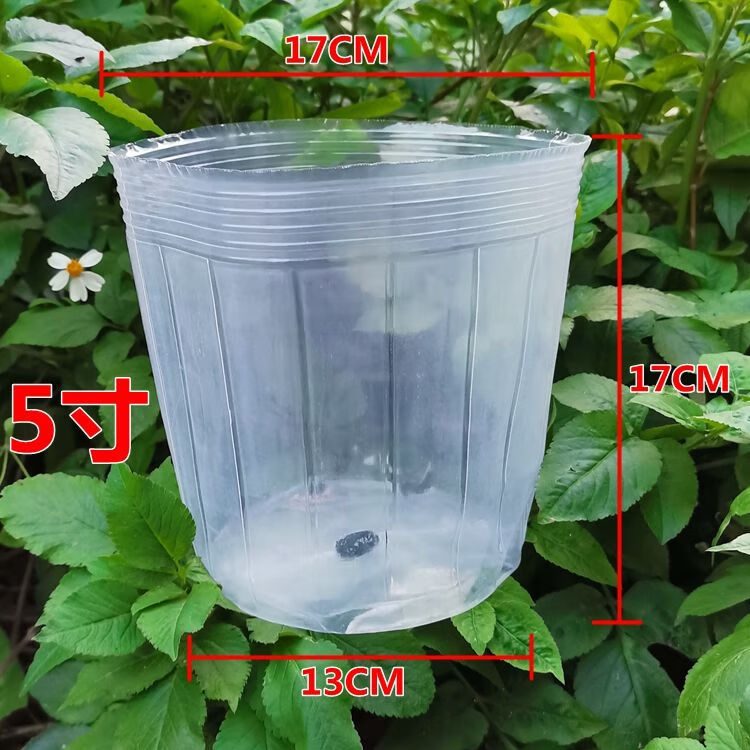 蝴蝶兰营养杯石斛兰花专用种植花盆盆栽透明盆蝴蝶兰育苗杯营养钵卫亮