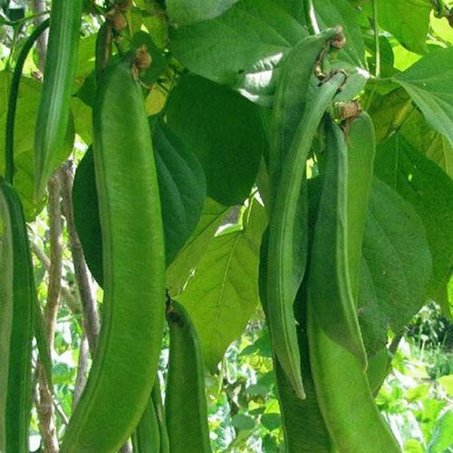 草庄 刀豆种子 白种籽刀豆苗特长特大巨型红长豆角阳台蔬菜农家无架 