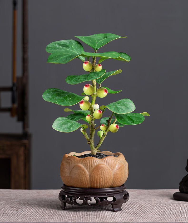 悦芳华菩提树盆栽小摆件绿植茶台带果盆栽室内菩提树办公室植物办公桌