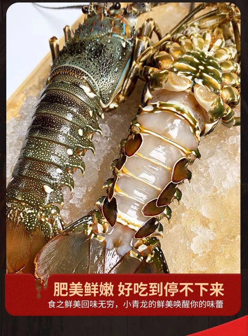 小青龙虾鲜活大青龙海鲜玫瑰龙澳龙波龙冷冻海捕小青龙虾鲜活龙虾 100