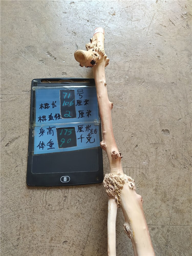 黑果木拐杖 云南黑果树黑果木拐杖 拐棍 木雕 天然树瘤原生态成品 49