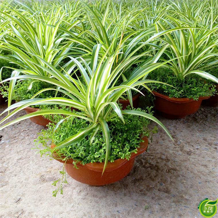 卜花 金边吊兰 金心吊兰青叶吊兰水培植物盆栽花卉绿植 金心吊兰 含盆