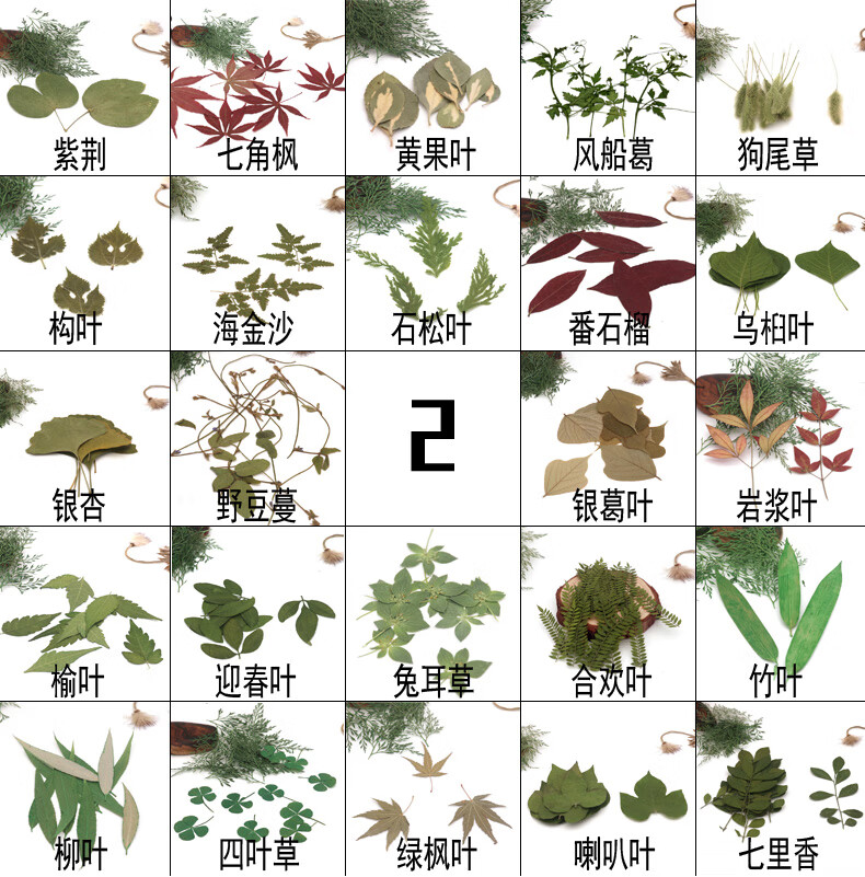 各种天然叶子集教学标本幼儿园diy干树叶植物贴画拼画树叶相框胡椒木
