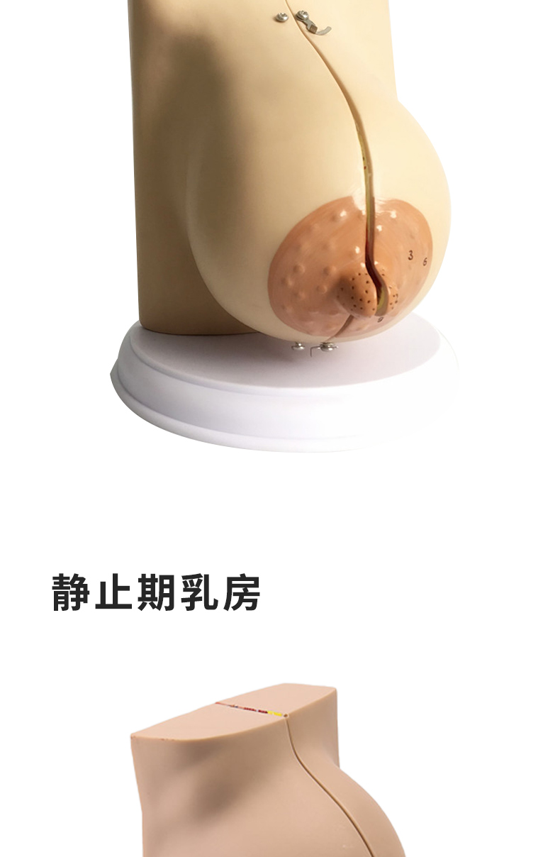 罗脉乳房模型胸模型胸部解剖模型静止期哺乳期女性乳房结构造医学教学