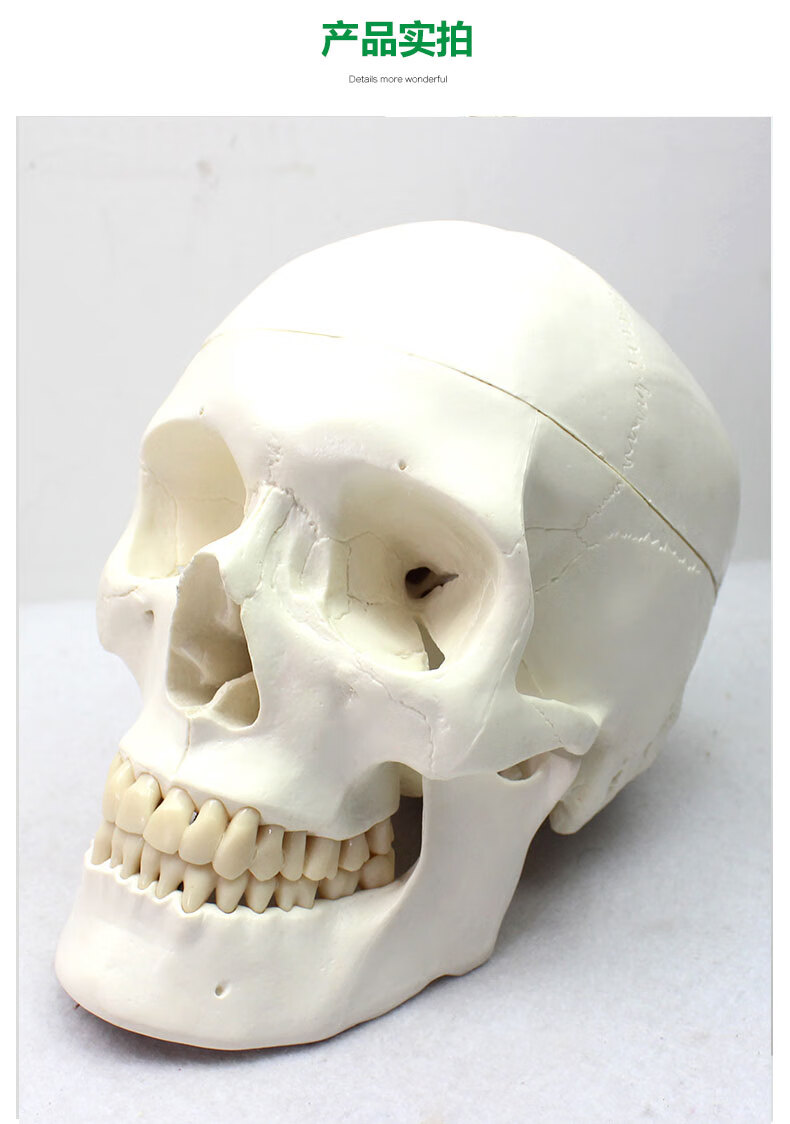 颐诺欧洲版人体标准头骨模型美术医学艺用头骨头颅骨标本模型成人头骨