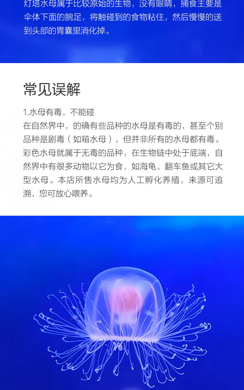 水母活体活物灯塔水母不死水母稀有海水观赏物运输包活岚黛直径56mm