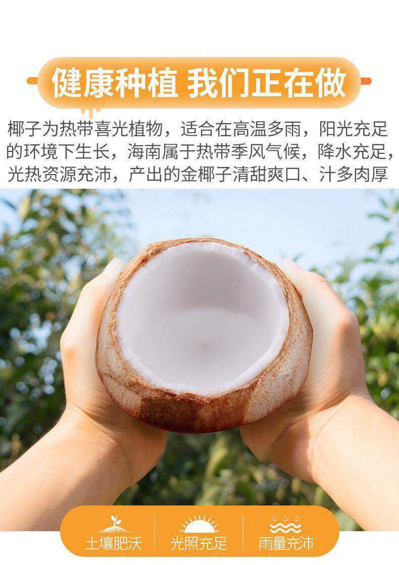 现摘现发海南金椰子三亚特产新鲜黄金红椰带皮配开椰器9个
