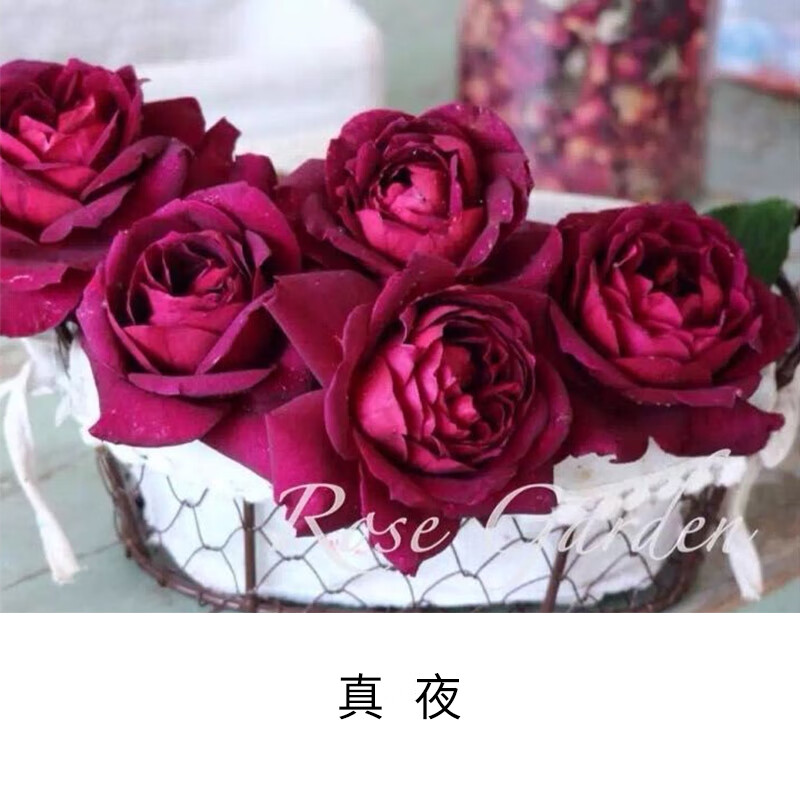 真夜mayo特大花浓香月季花苗红黑色丝绒质感丰花阳台庭院四季玫瑰 带