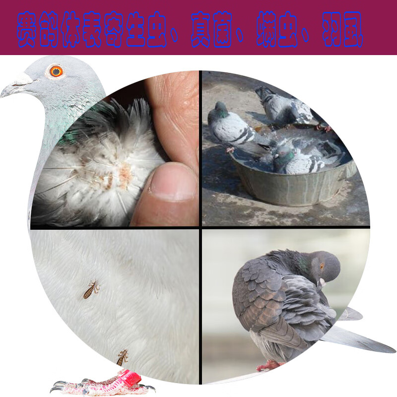 虎皮牡丹玄风鸽子八哥仓鼠洗澡鸽子沐浴宝鹦鹉洗浴宝护羽亮羽驱虫