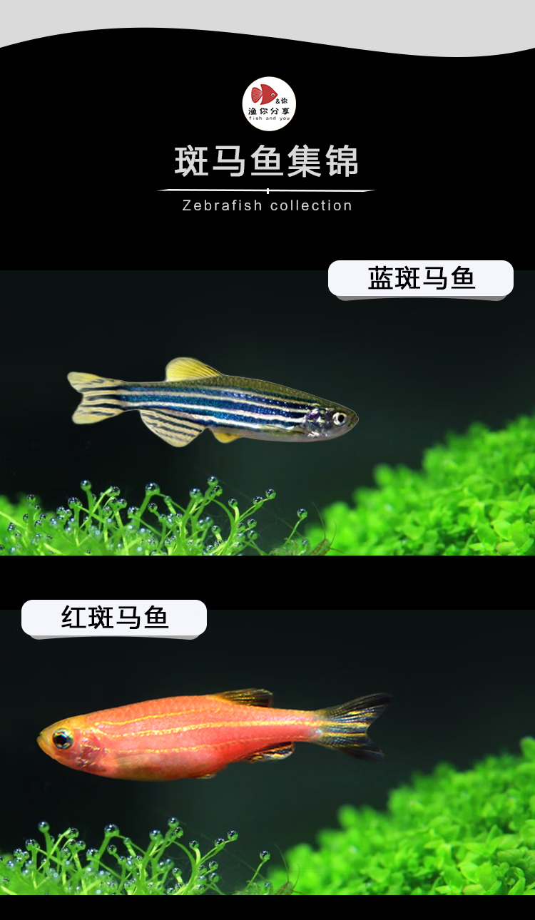 cmcm彩色斑马鱼淡水热带小型实验鱼红蓝荧光蝶翼大斑马鱼好养新手 深