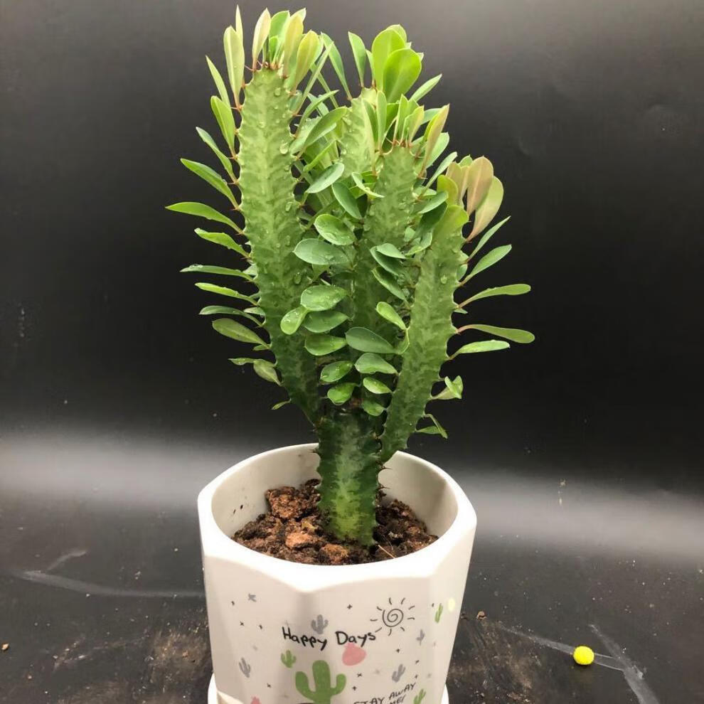 1盆万重山】多肉花卉绿植盆栽 初石 青龙骨3-6叉(高25-45厘米【图片