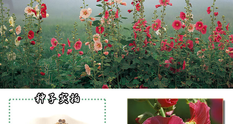 蜀葵花籽花卉种子龙船花麻杆花30粒熟季花棋盘花花种子龙船花1斤