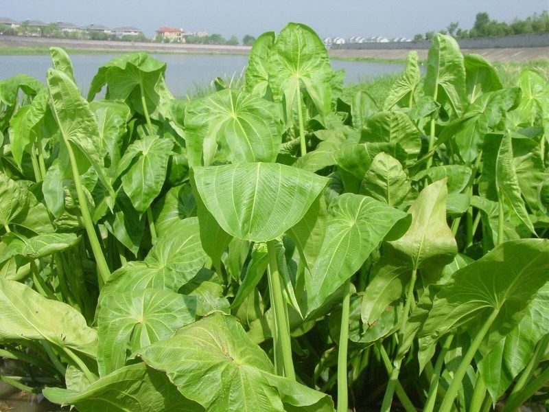 苏北农家现挖茨菇3斤5斤慈姑东台新鲜蔬菜芽菇白栗时令菜茨菰精选装5