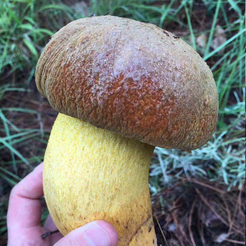 新鲜野生牛肝菌见手青红黄黑白牛干菌子云南野生菌菇蘑菇食用500g 黑