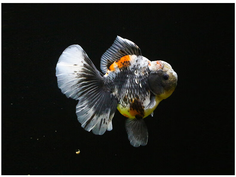 族萃进口百褶裙精品泰狮f1金鱼活体观赏鱼原泰冷水新手活鱼渔场进口
