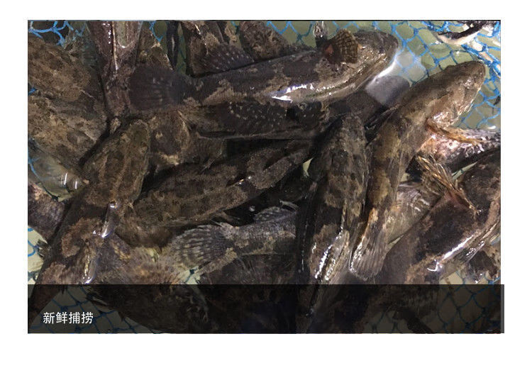 lism新鲜活虎头鱼呆子鱼沙塘鳢笋壳鱼虎头鲨土憨巴尖塘鳢老头鱼活鱼现
