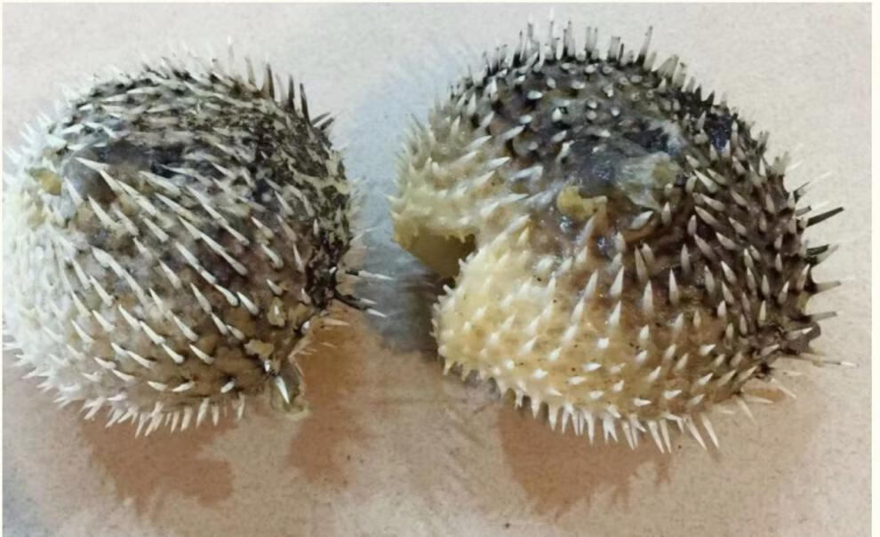 洪僖侨 大号刺龟 鱼皮海豚 海胆刺豚皮 海刺鱼 北海海产干货 海鱼干