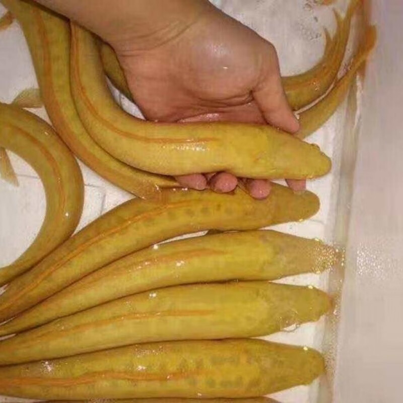 推荐】黄金黑鱼红眼黄化黑鱼苗变异黄化黑鱼苗黄金雷龙白化黑鱼黄化鱼