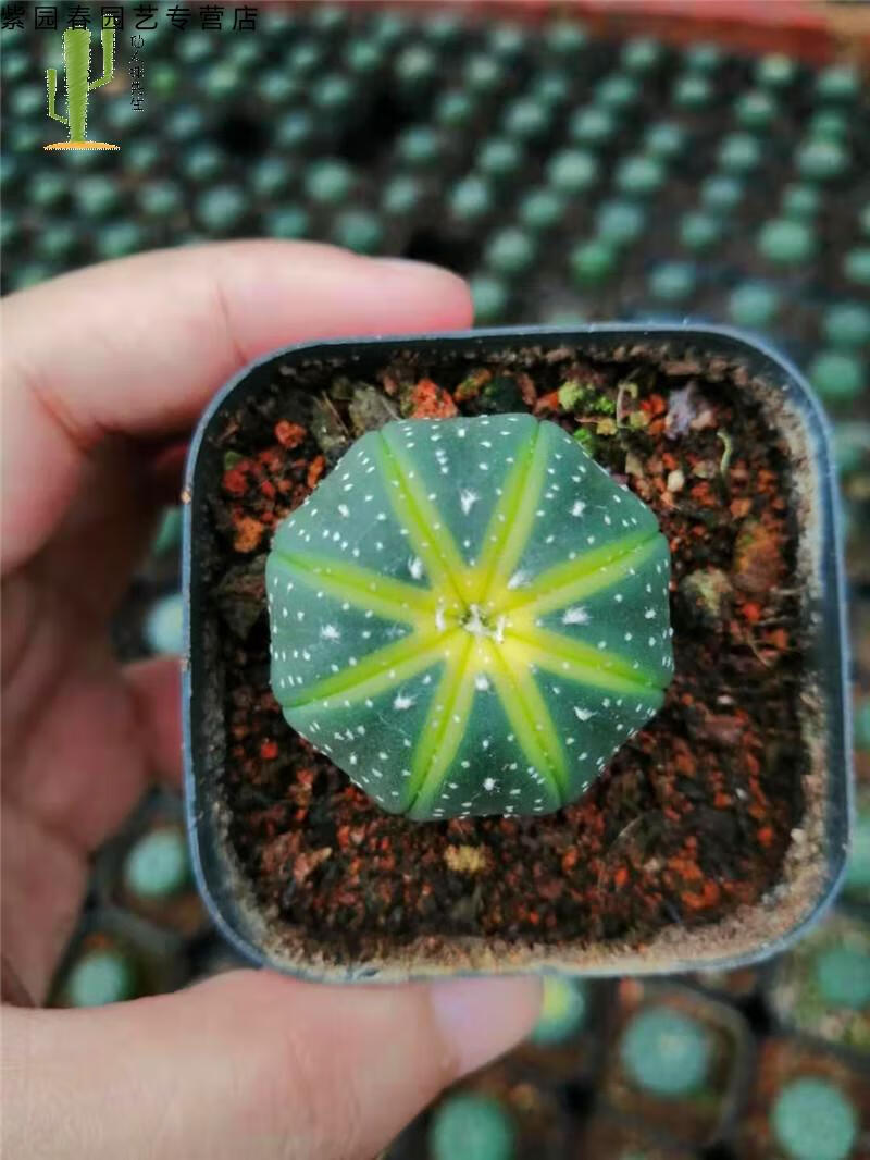 园艺稀有超萌实生仙人球无刺会开花星球属多肉植物基地货源实生星兜锦