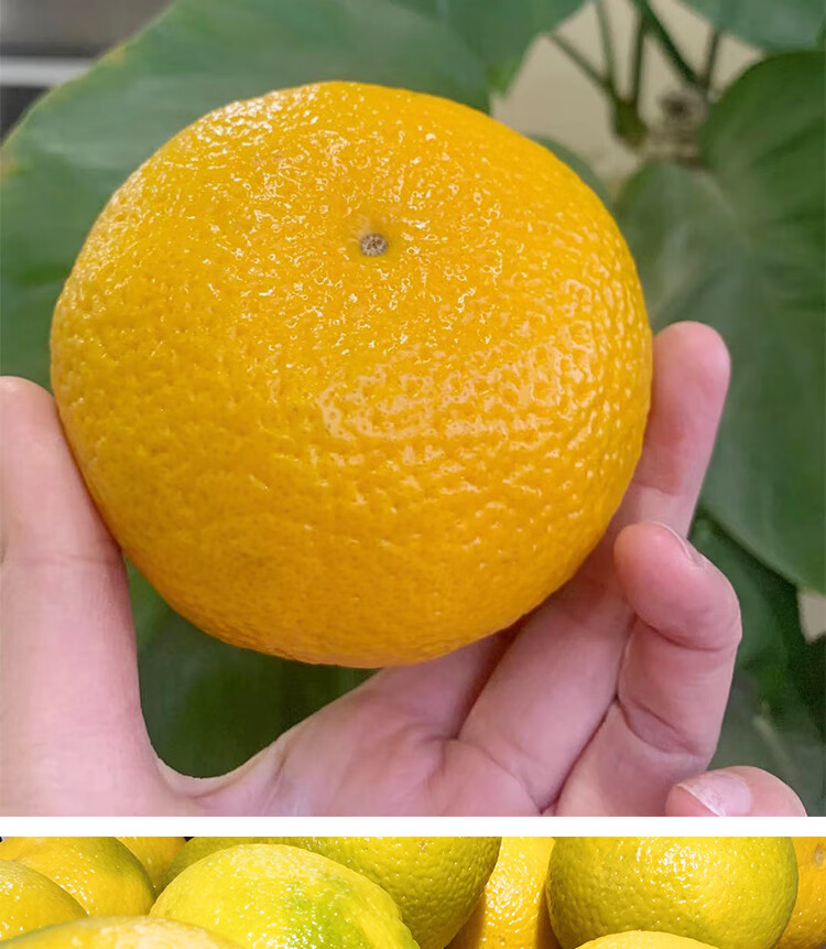 江西赣南会昌10斤装新鲜应季孕妇水果甜心柚礼盒2010斤桔柚精品果清甜