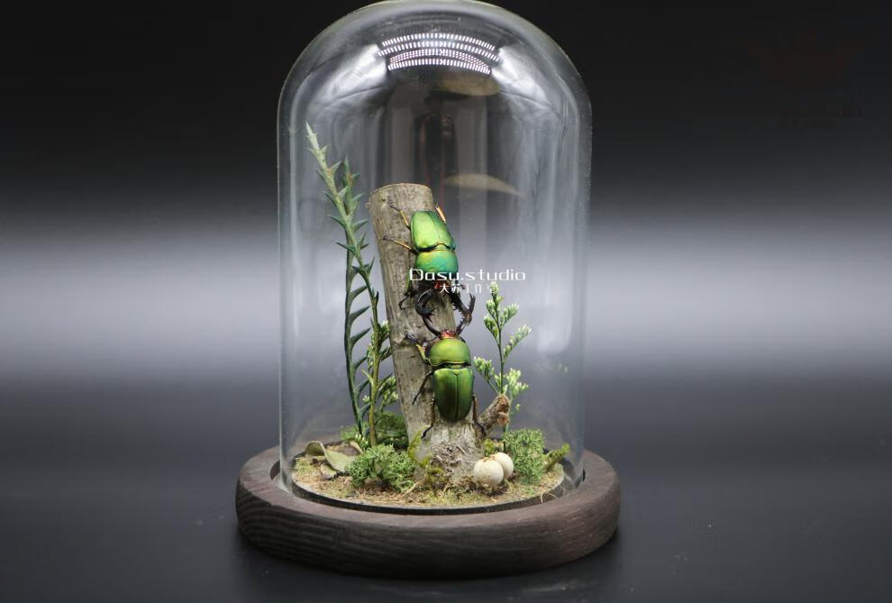 甲虫生态微景观玻璃罩摆件收藏品礼物 肥凹犀金龟一对(现货)【图片