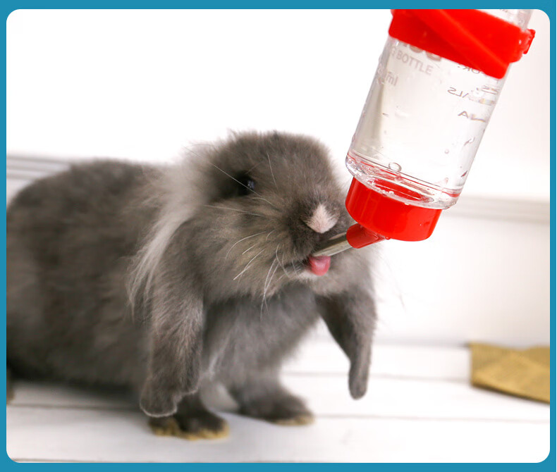 仓鼠兔子荷兰猪金丝熊喝水喂水器滚珠水壶饮水器防漏水壶粮食用品弹簧