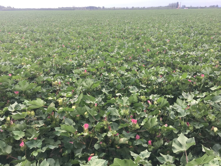 新疆纯棉花散装天然一级长绒棉皮棉精梳棉宝宝棉被棉絮棉衣填充物自玺