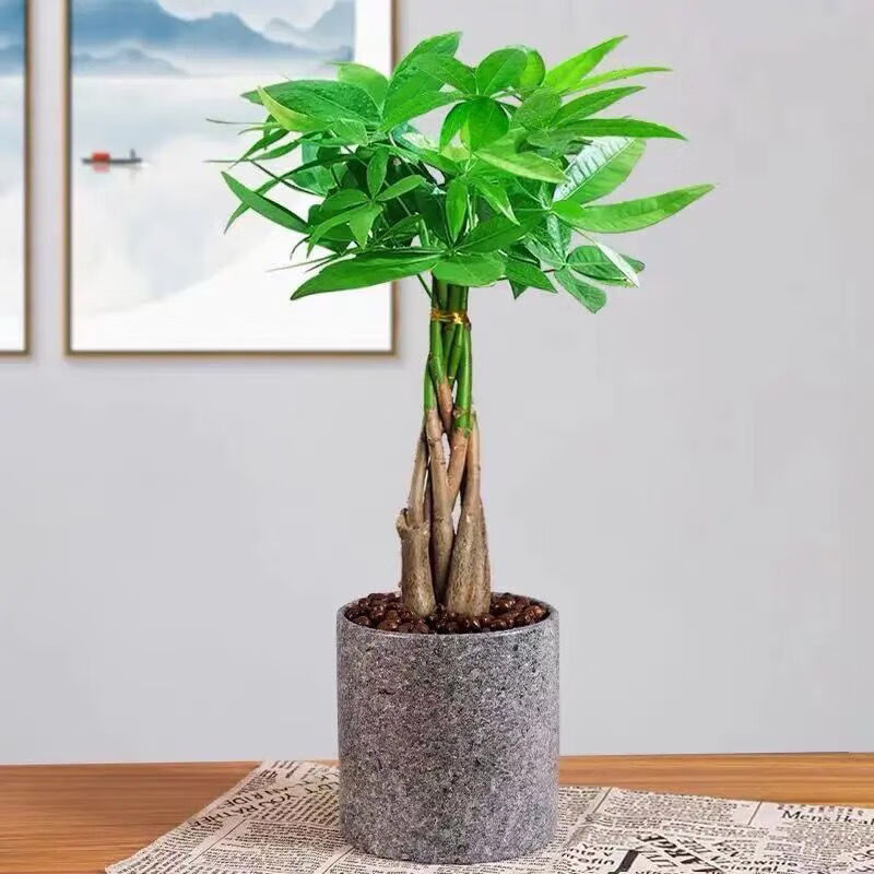 發財樹盆栽室內花卉盆景植物盆栽大樹搖錢樹客廳大型綠植多芮蜜精品