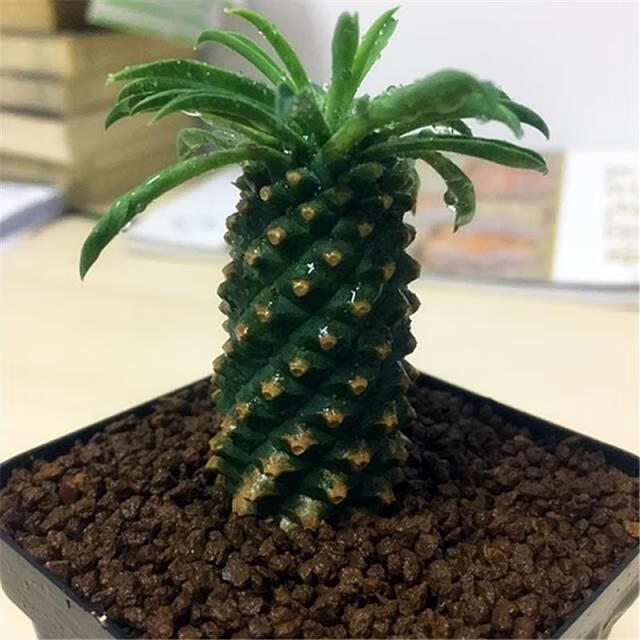 铁甲麒麟峨眉山老桩群生小苗小菠萝多肉植物大戟科 铁甲麒麟中号高11