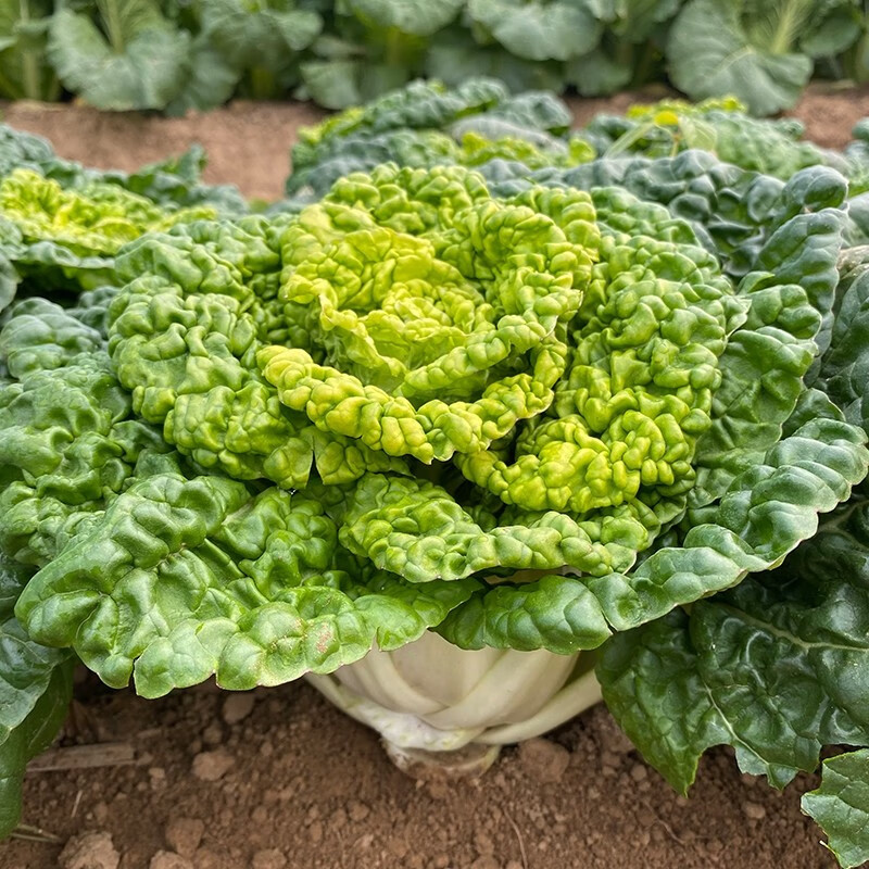 秋季播黄心乌种子大全黑心乌小八叶乌塌菜耐寒越冬秋冬季蔬菜种子