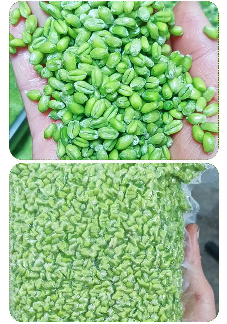 新鲜青麦仁速冻青麦粒青稞米脱皮青小麦五谷杂粮煮粥1包400g