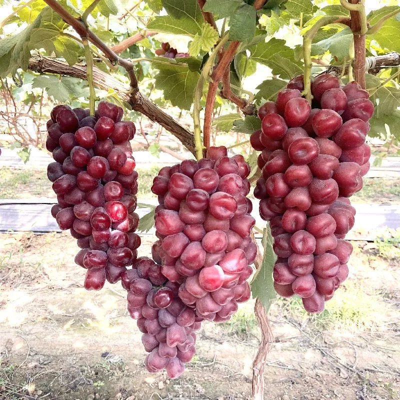 浪漫红颜葡萄心型葡萄爱心水果新鲜无籽提子小孩水果 净重2斤 精选果