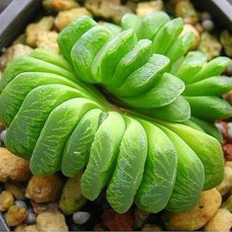 定制玉扇稀有品种大型多肉植物盆栽十二卷属绿植花卉萌