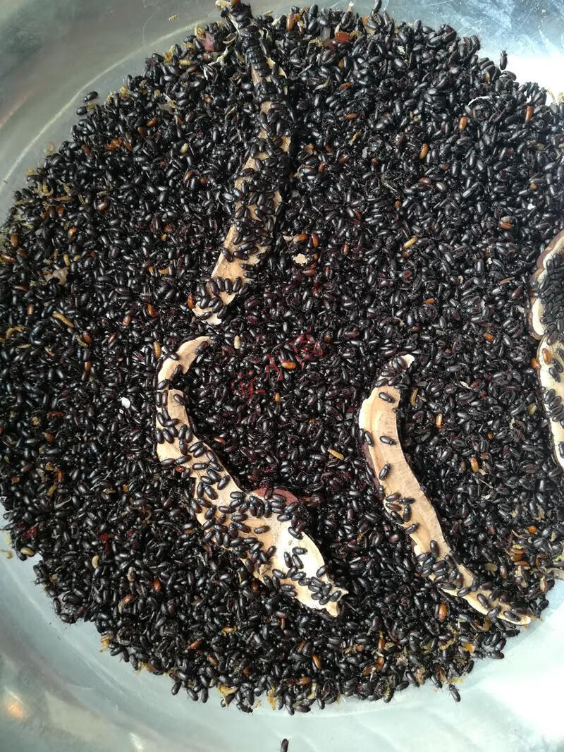 【安小离】活体九龙虫成虫 长寿虫 长命虫 洋虫 九龙虫养殖盒虫饲养盒