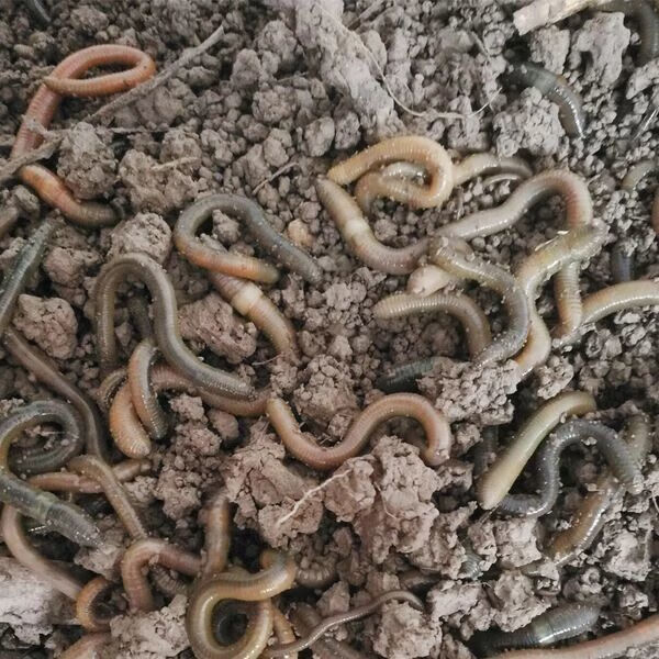 鲜活臭活饵蚯蚓鱼饵 黑蚯蚓活体蚯蚓黄鳝大青钓鱼小蚯蚓活鲜活渔具