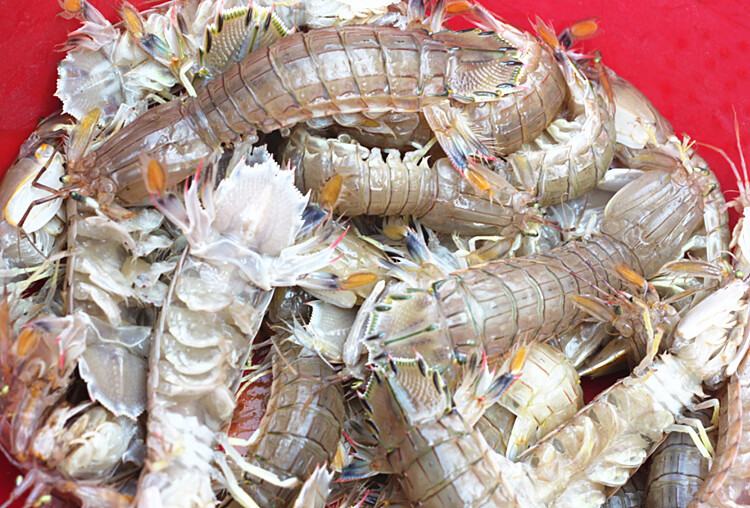 全母带膏皮皮虾鲜活超大特大海鲜水产大海虾富贵虾pp虾姑爬爬虾婆1500