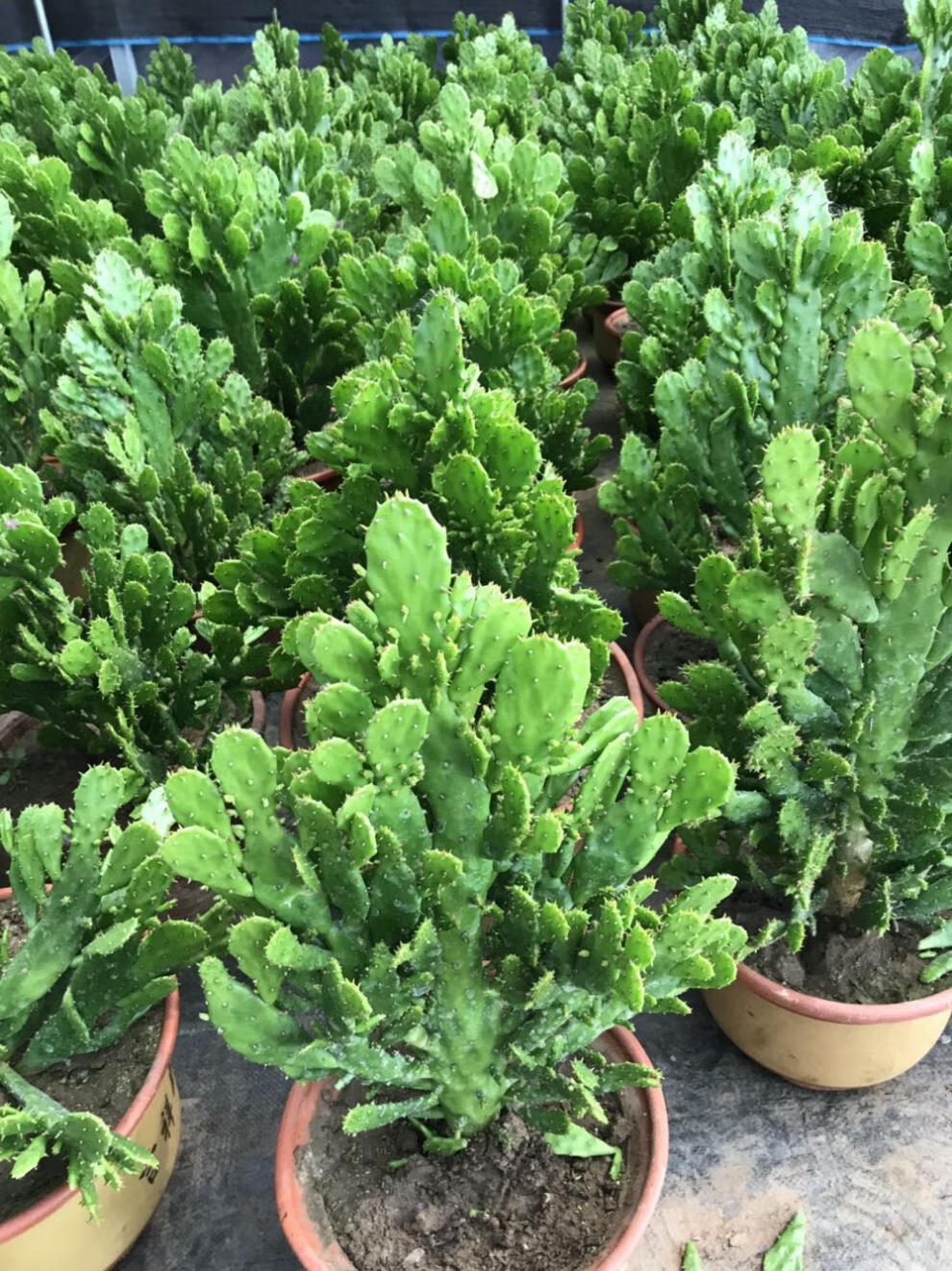 千手观音盆栽植物室内阳台绿植花卉仙人掌类千佛手多肉植物 千手观音