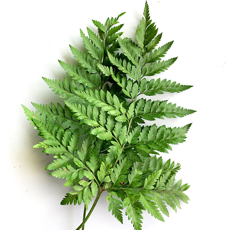 新鲜高山羊齿叶 芒叶 一小扎 草叶蕨 酒店装饰草叶蕨【图片 价格 品牌