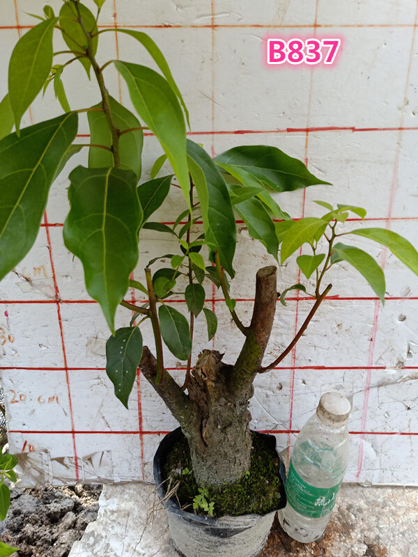 香樟树盆景室内庭院盆栽熟桩驱蚊虫绿植芳香 b236 带盆栽好