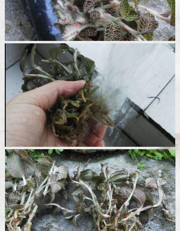 梦动金线莲苗种苗瓶苗金线兰盆栽福建南靖品种大叶金线莲种苗土培红霞