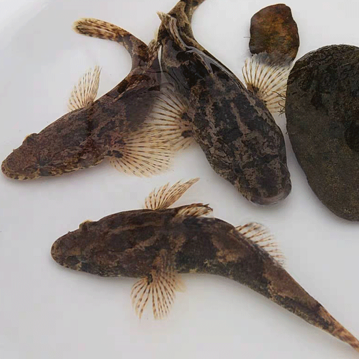 lism正宗呆子鱼笋壳鱼小河生态塘鳢鱼沙塘鳢土步鱼虎头鱼鲜活现杀野生