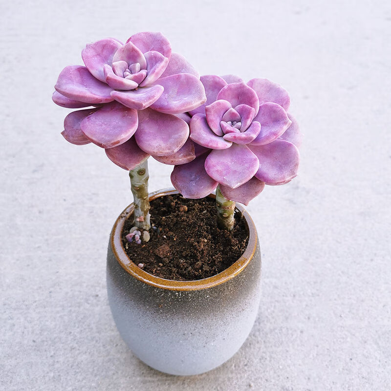 10025709026771商品名称:多肉植物盆栽紫乐金钱木唐印多肉大老桩室内