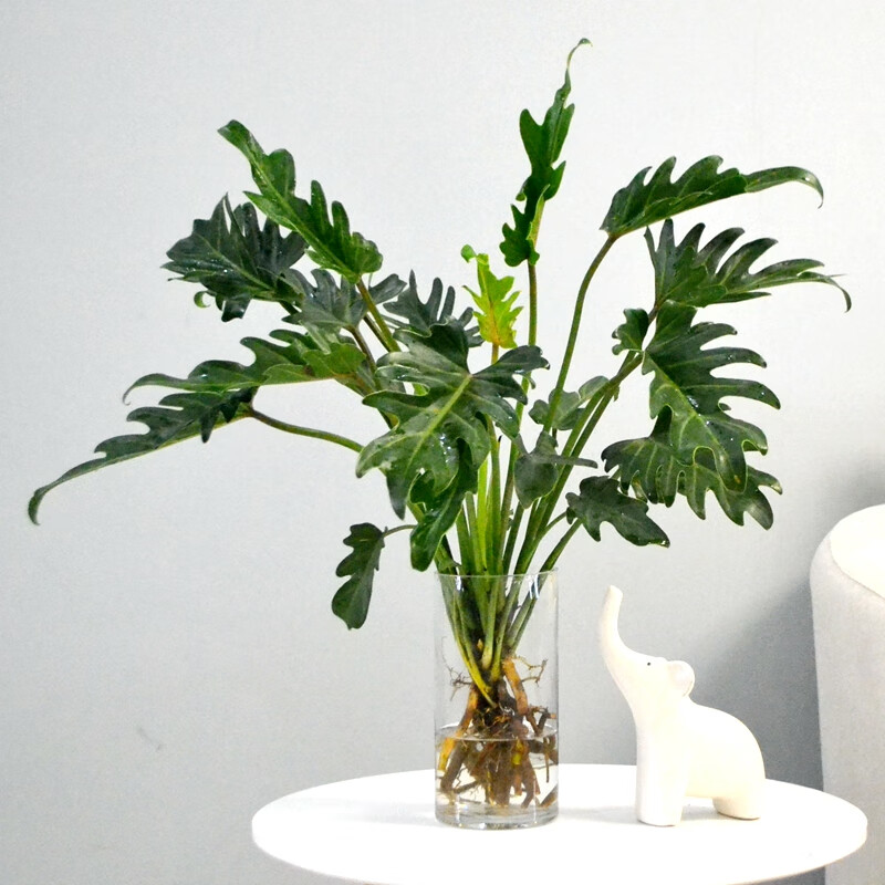 桌面蔓绿绒盆栽春雨室内观叶绿植龙鳞春羽 50cm左右小天使配冷墨矮瓶