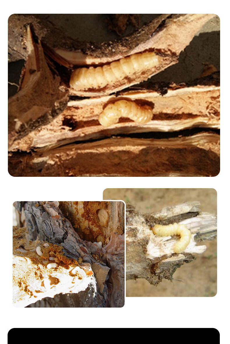 树木果树花卉钻心虫树干虫蛀虫天牛除虫杀虫剂无花果家具蛀虫农药 20g