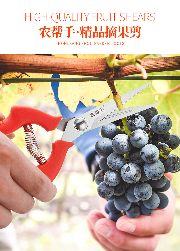 葡萄剪刀修果剪采果采摘剪园艺柑橘桔子稀果剪果树疏果修枝专用剪