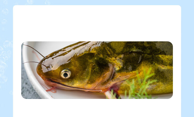 黄骨鱼黄刺鱼 黄颡昂刺鱼 新鲜现杀黄辣丁昂公嘎鱼团购中秋团建送礼