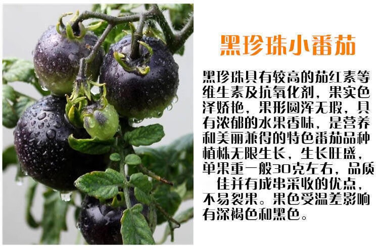 黑珍珠樱桃番茄种子四季阳台盆栽易种植黑宝石番茄水果型蔬菜种子 黑