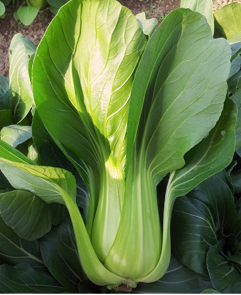 北蔬上海青菜籽小白菜冬季寿光蔬菜种孑四季叶菜苏州青油菜种子20g