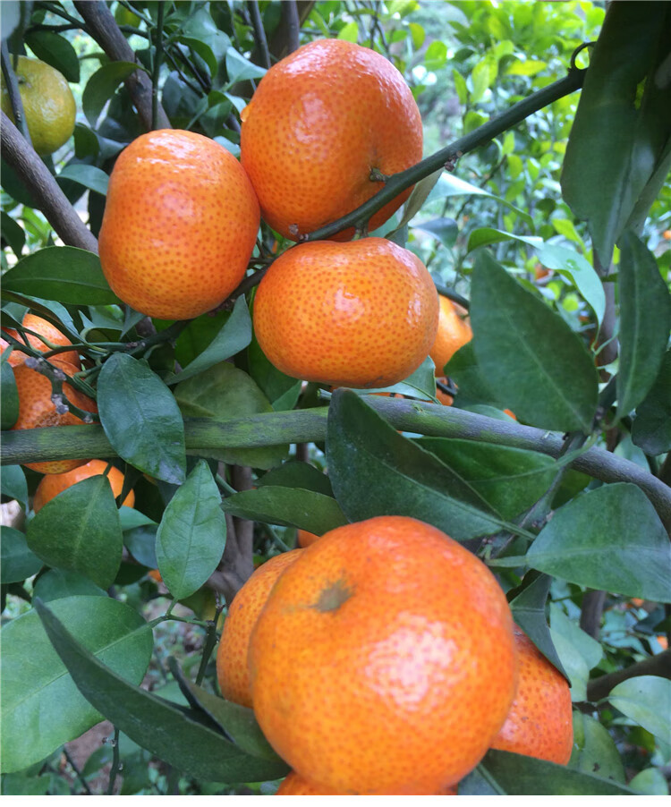 广东四会沙糖桔当季新鲜水果小砂糖橘子无核薄皮10斤顺丰孕妇精选大果